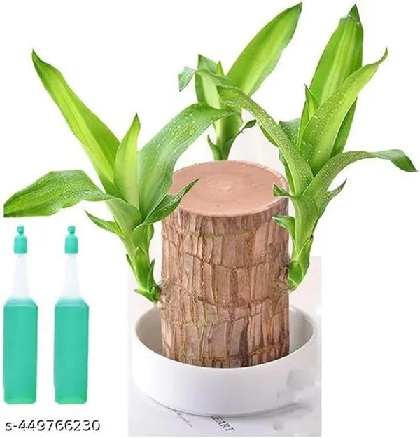 Brazil_lucky_Bamboo