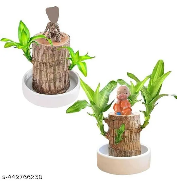 Brazil_lucky_Bamboo