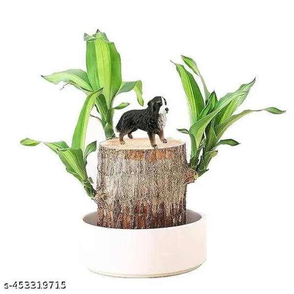 Brazil_Wood_Lucky_Bamboo_(pack_of_1)