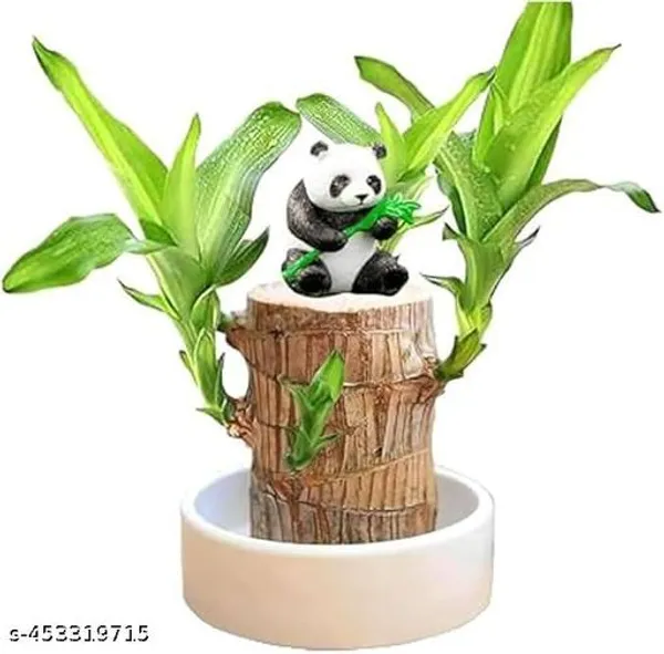 Brazil_Wood_Lucky_Bamboo_(pack_of_1)