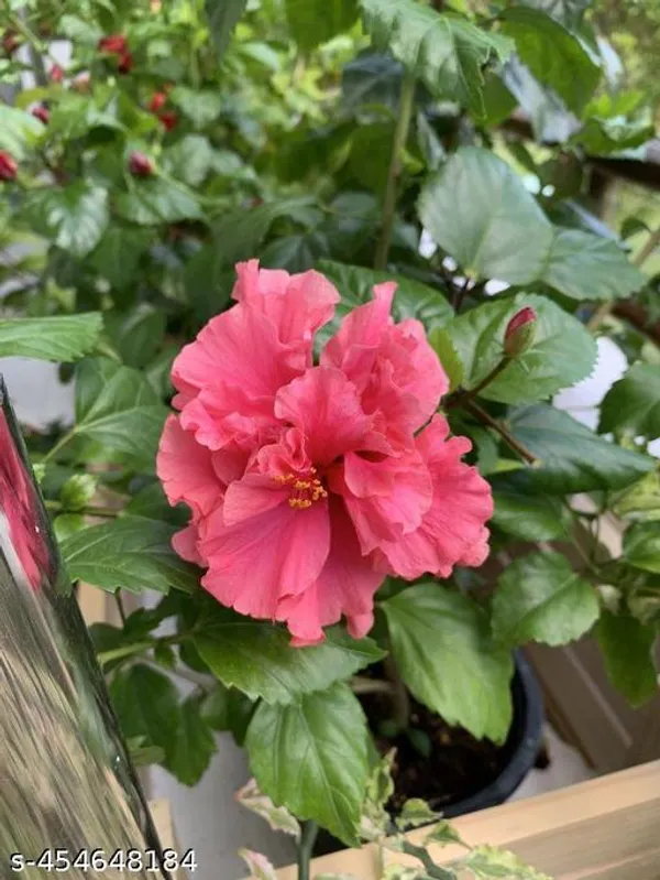 Pink_Hibiscus_flower_plant_(Hybrid_pack_of_1)