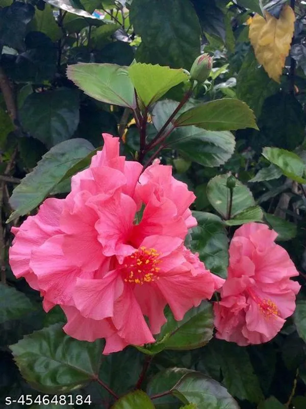 Pink_Hibiscus_flower_plant_(Hybrid_pack_of_1)