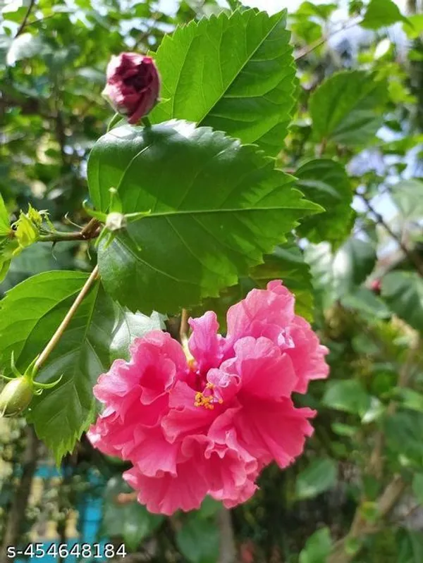 Pink_Hibiscus_flower_plant_(Hybrid_pack_of_1)