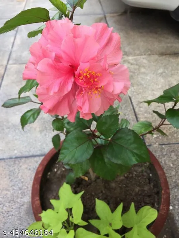 Pink_Hibiscus_flower_plant_(Hybrid_pack_of_1)