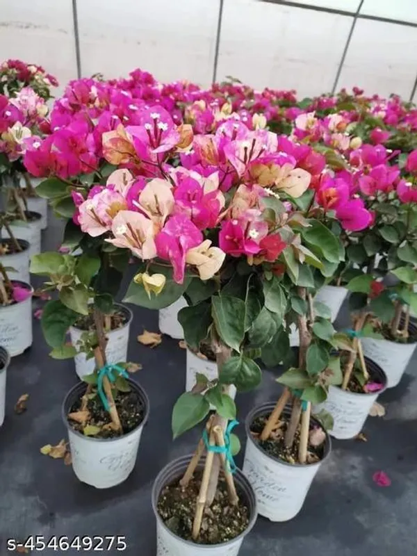 Bougainville_Flower_plant_(Pack_of_1)