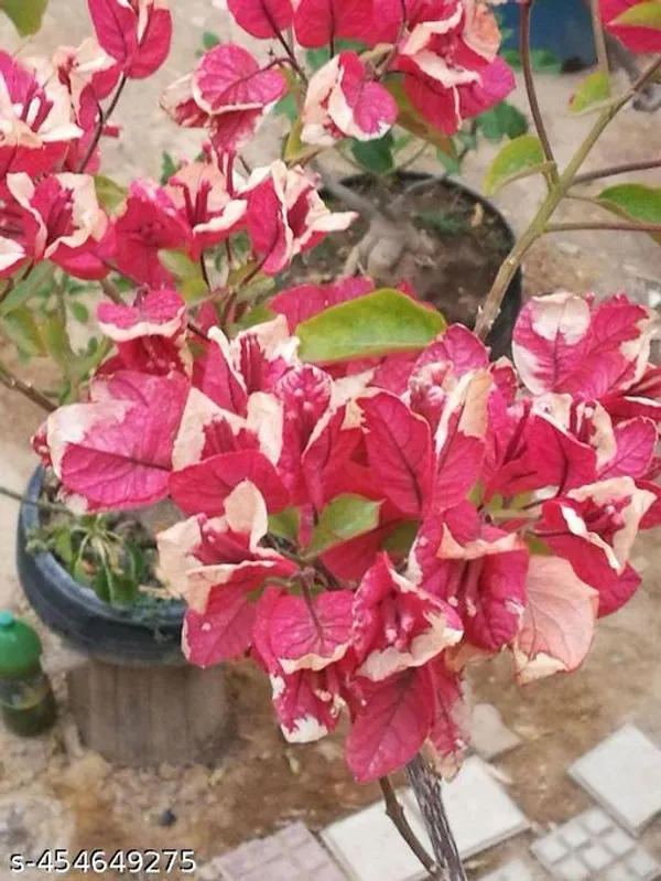 Bougainville_Flower_plant_(Pack_of_1)