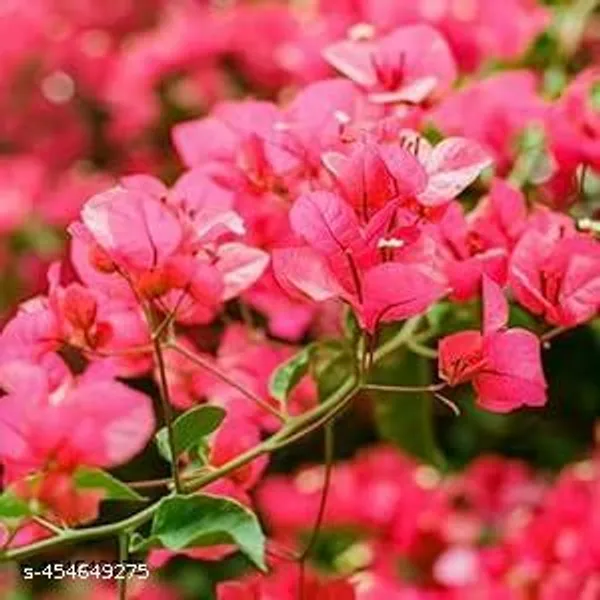 Bougainville_Flower_plant_(Pack_of_1)