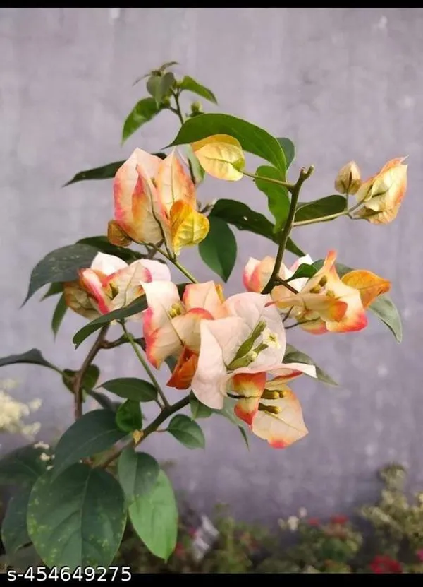 Bougainville_Flower_plant_(Pack_of_1)