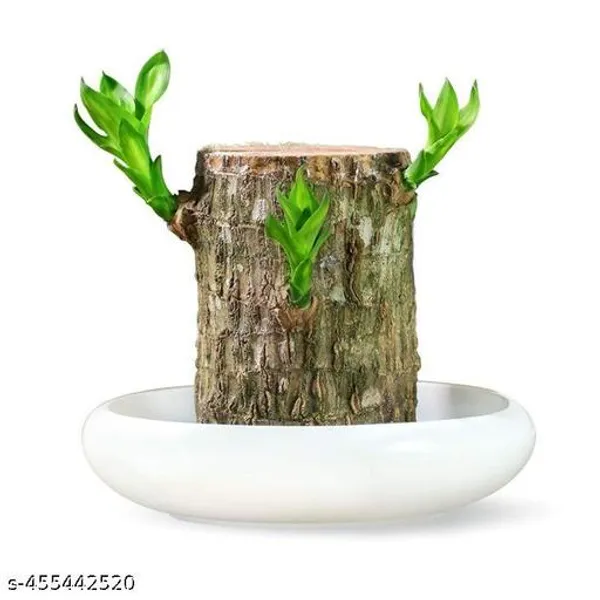 Brazil_lucky_Bamboo