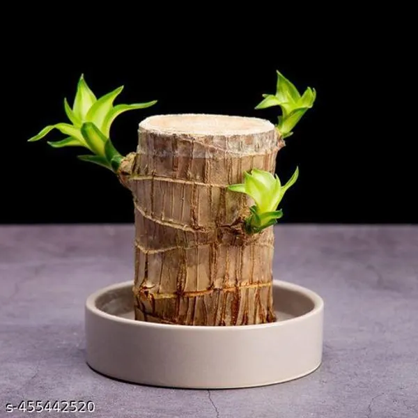 Brazil_lucky_Bamboo