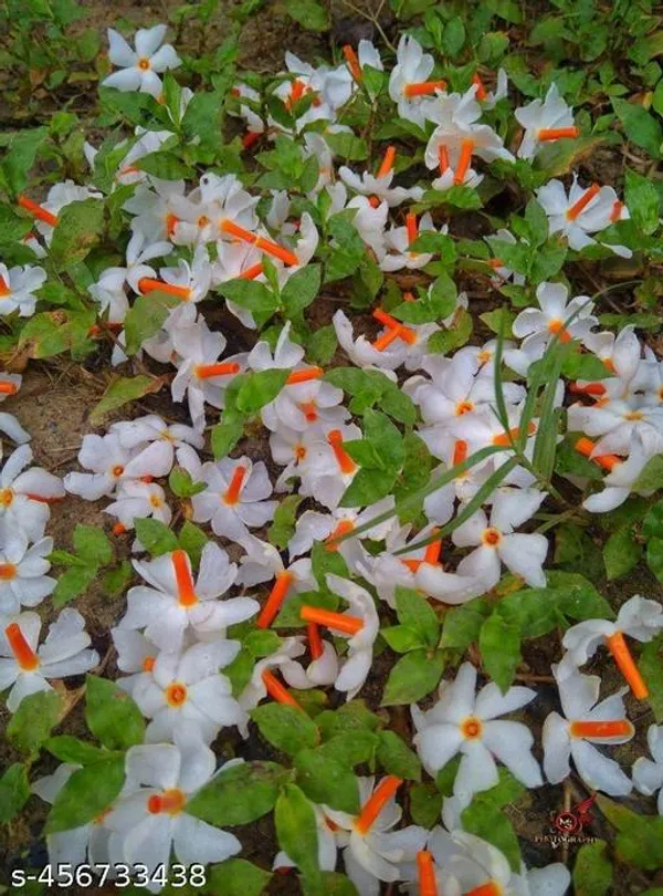 Shiuli_Flower_plant_/Parijat_Flower_plant