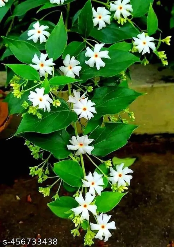 Shiuli_Flower_plant_/Parijat_Flower_plant