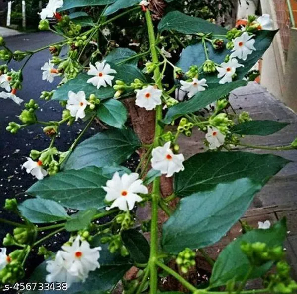 Shiuli_Flower_plant_/Parijat_Flower_plant