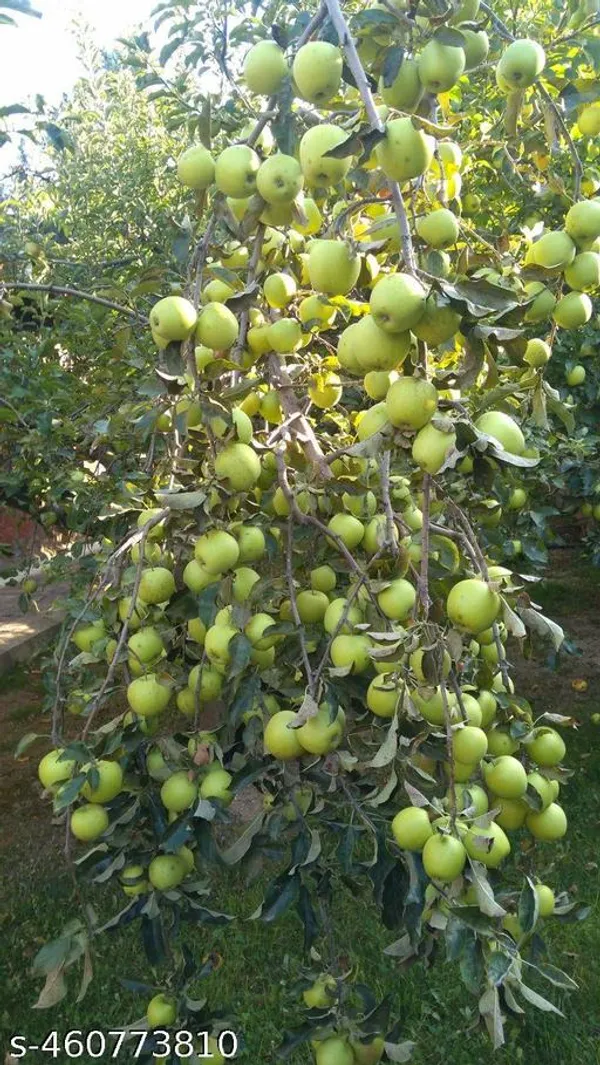 Jujube_Fruit_plant/apple_bar_plant_(Grafted_)