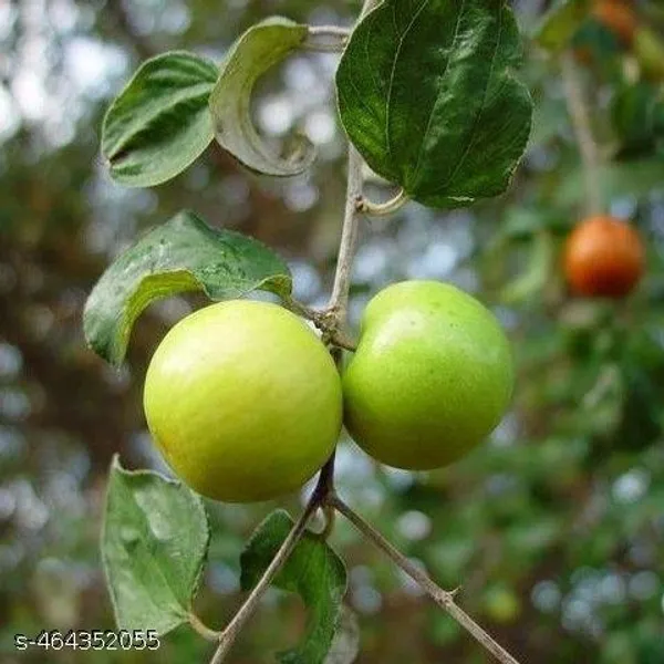 Jujube_Fruit_plant_Grafted/apple_bar_plant