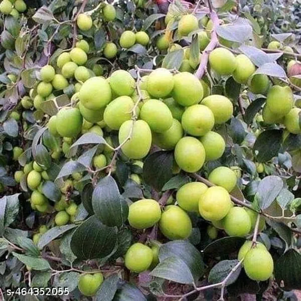 Jujube_Fruit_plant_Grafted/apple_bar_plant