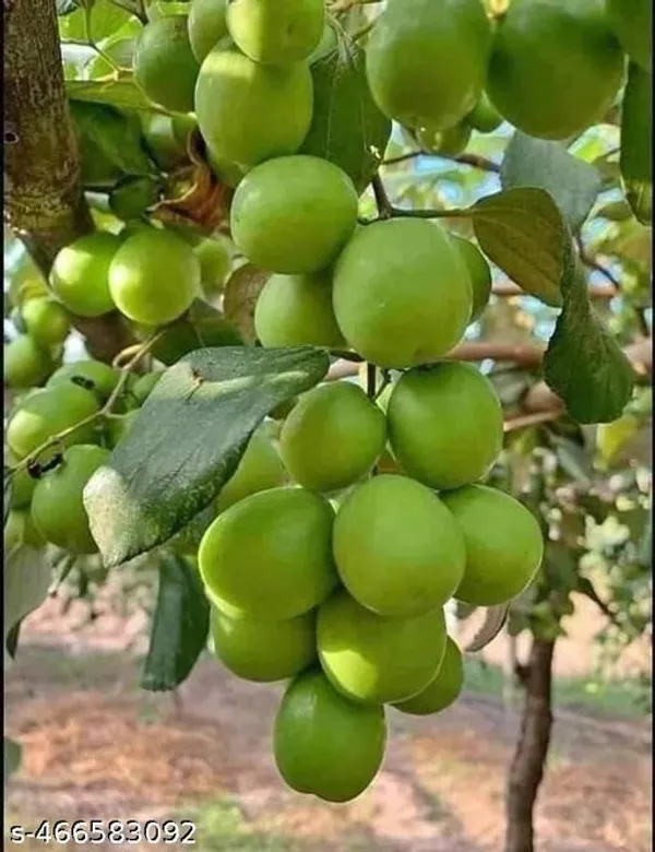 Jujube_Fruit_plant_Grafted