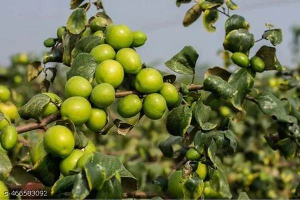 Jujube_Fruit_plant_Grafted