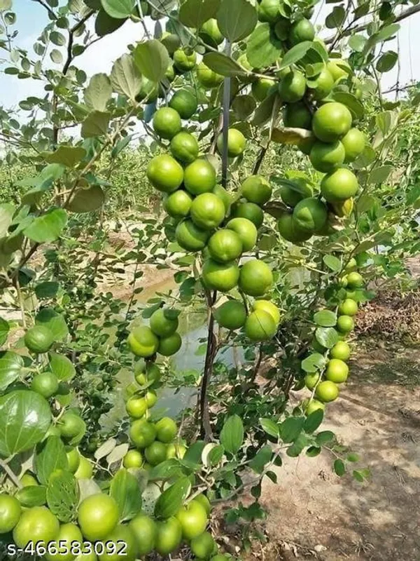 Jujube_Fruit_plant_Grafted