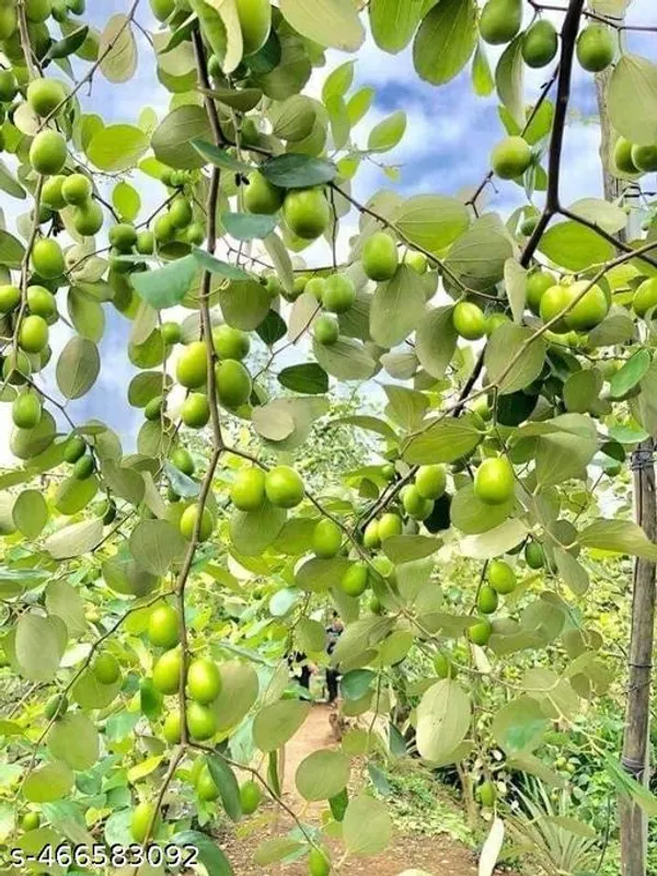 Jujube_Fruit_plant_Grafted