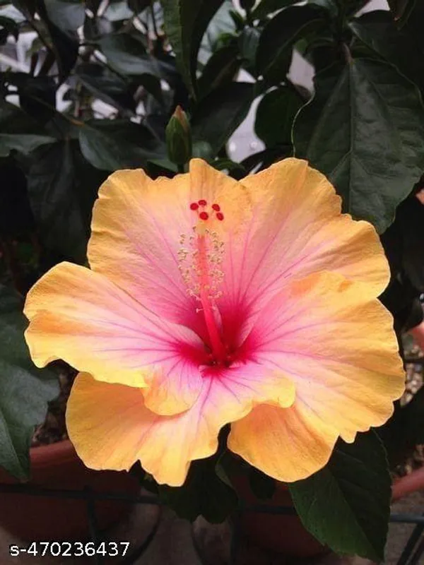 Hibiscus_flowers_plant