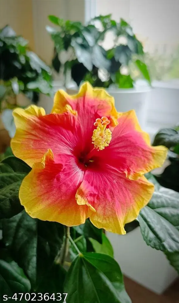 Hibiscus_flowers_plant