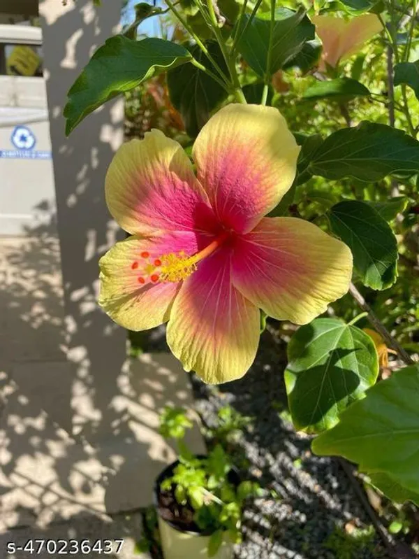 Hibiscus_flowers_plant