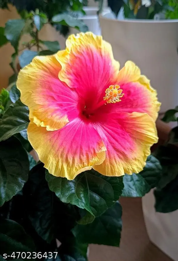 Hibiscus_flowers_plant