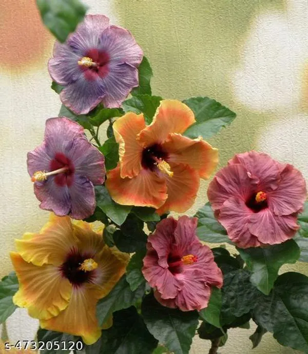 Hibiscus_flowers_plant/Jaba_Ful