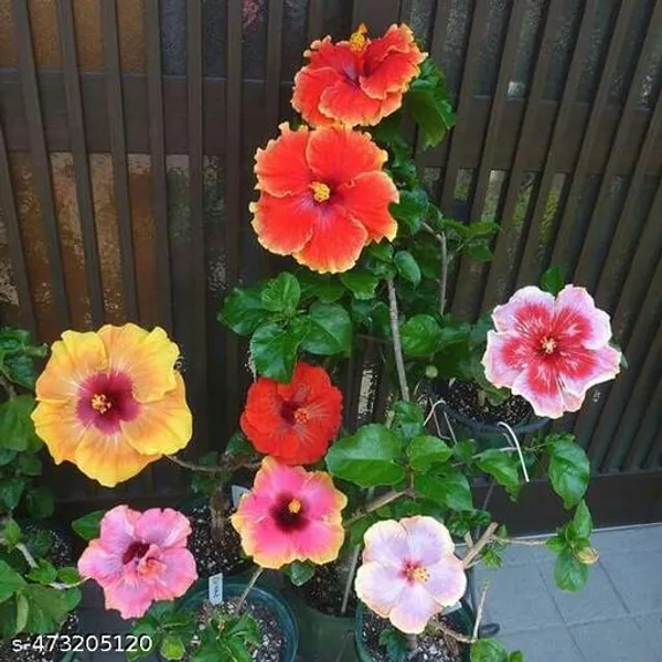 Hibiscus_flowers_plant/Jaba_Ful