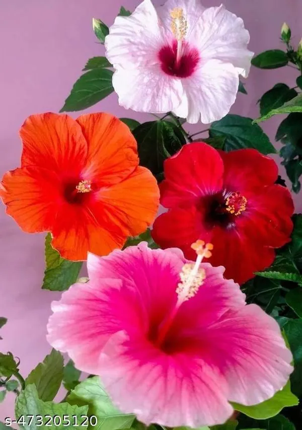 Hibiscus_flowers_plant/Jaba_Ful