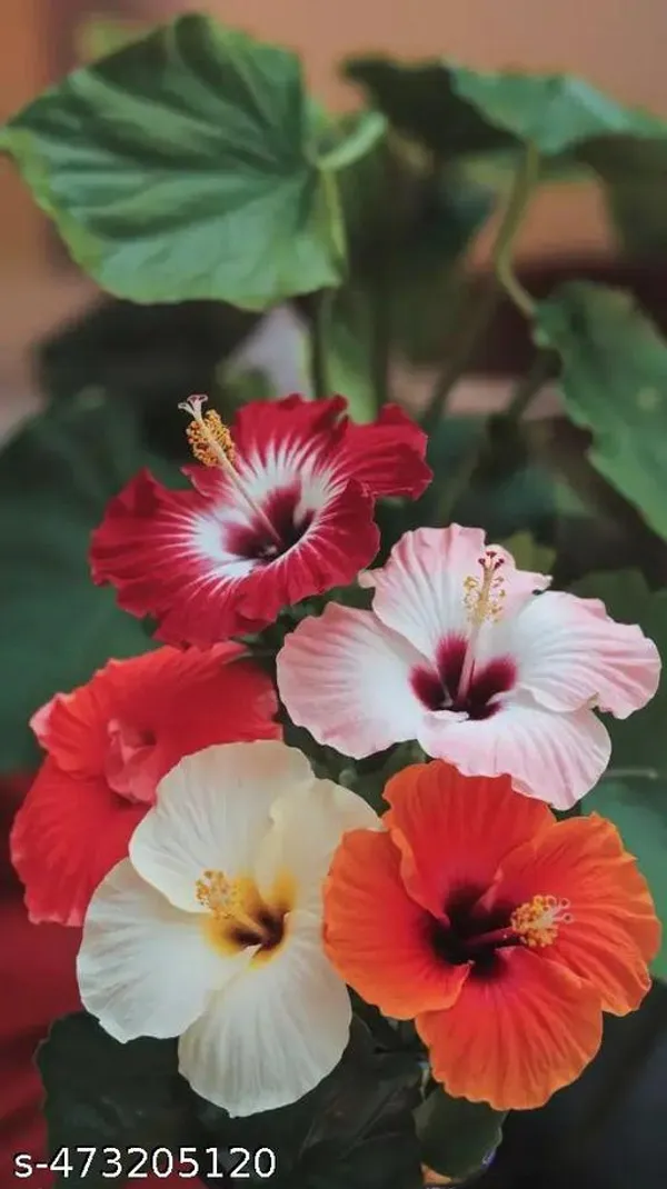 Hibiscus_flowers_plant/Jaba_Ful