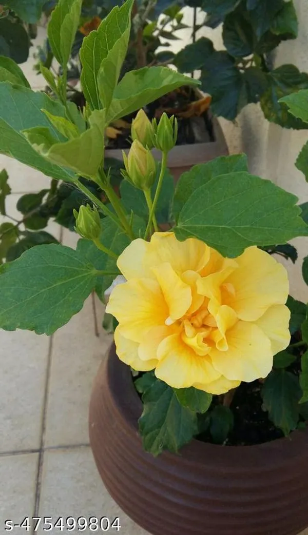 Yellow_Hibiscus_flowers_plant