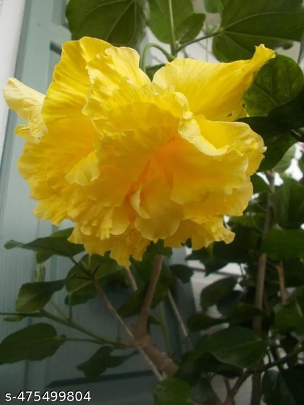 Yellow_Hibiscus_flowers_plant