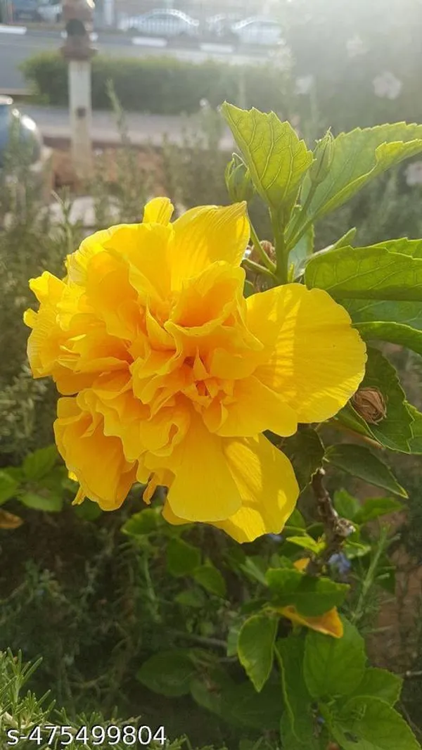 Yellow_Hibiscus_flowers_plant