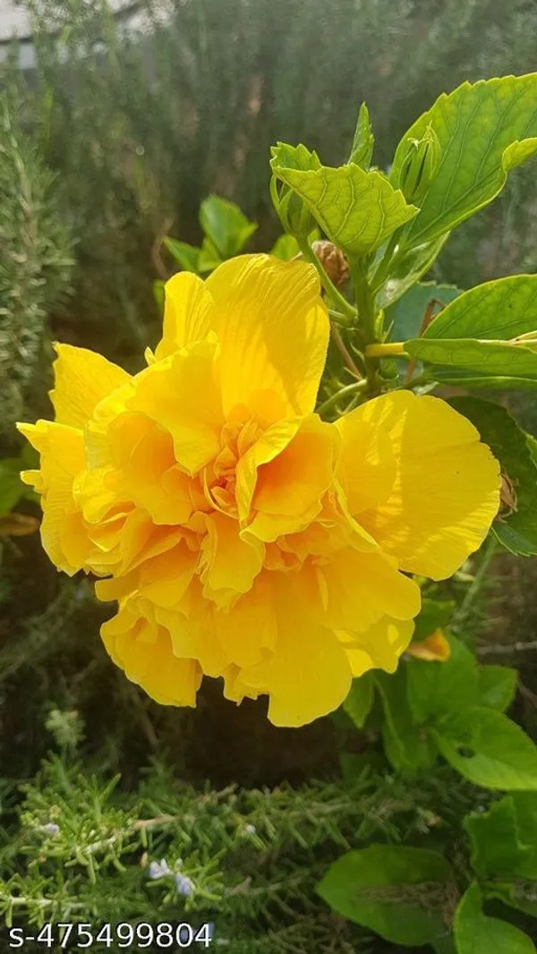 Yellow_Hibiscus_flowers_plant