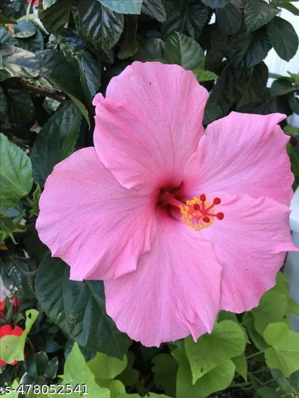 Pink_Hibiscus_flowers_plant