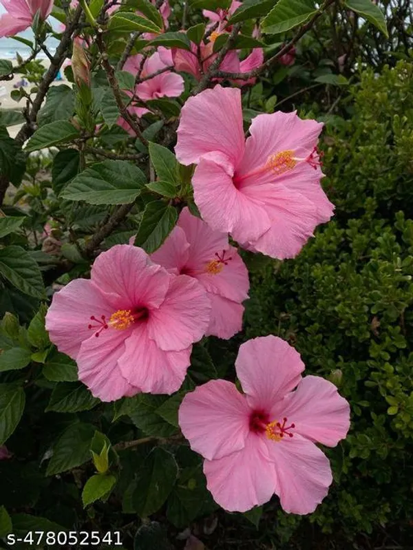 Pink_Hibiscus_flowers_plant