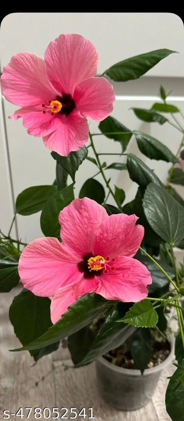 Pink_Hibiscus_flowers_plant