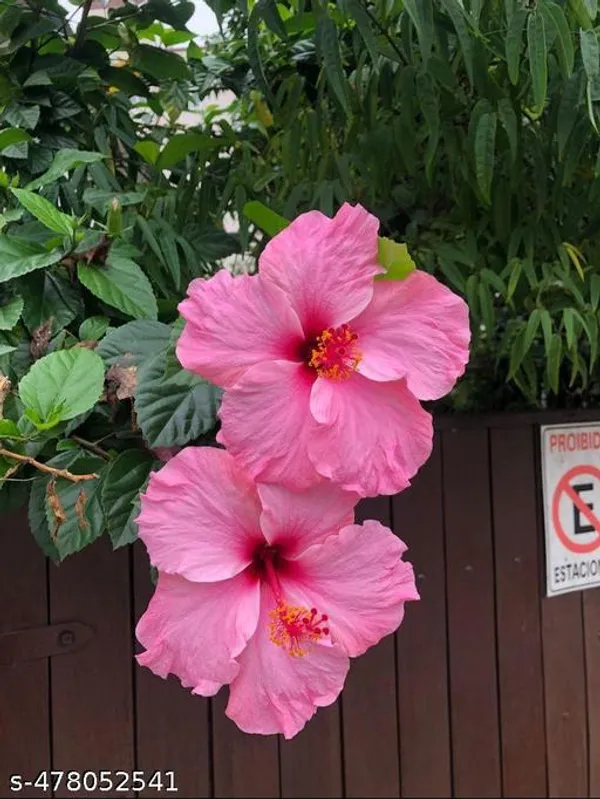 Pink_Hibiscus_flowers_plant