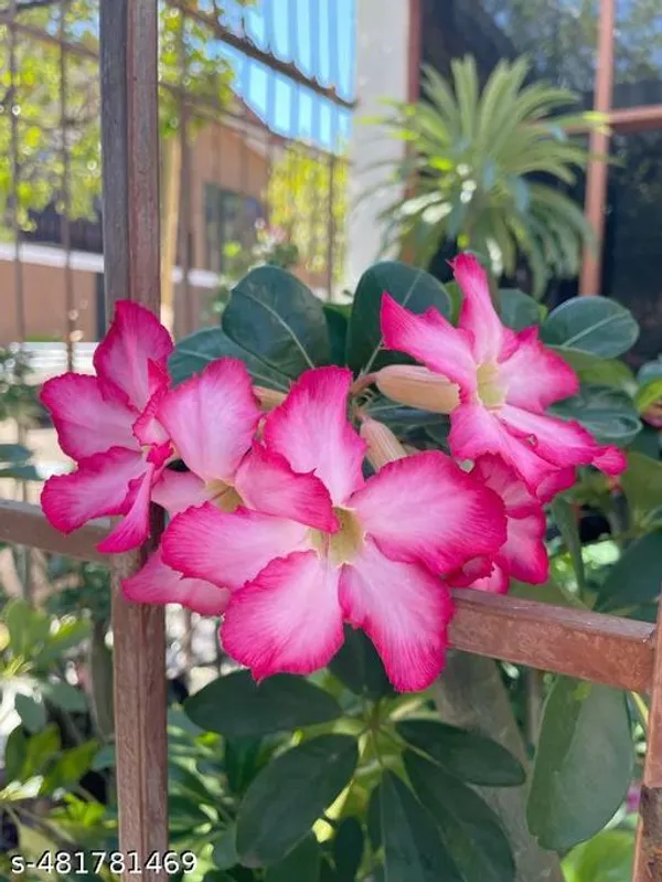 African_Pink_Adinium_plant