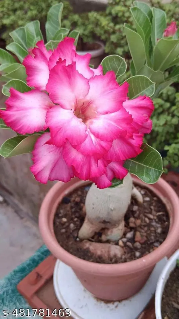 African_Pink_Adinium_plant