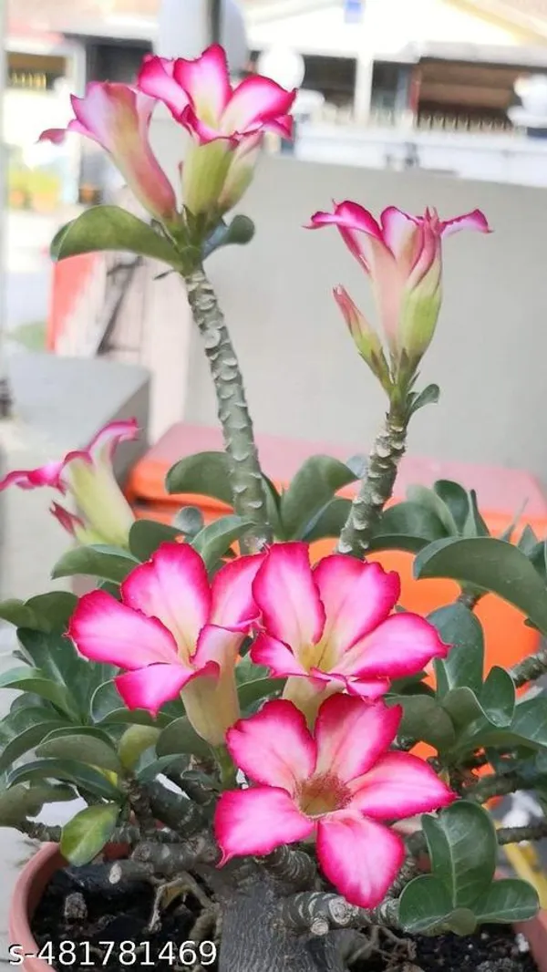 African_Pink_Adinium_plant