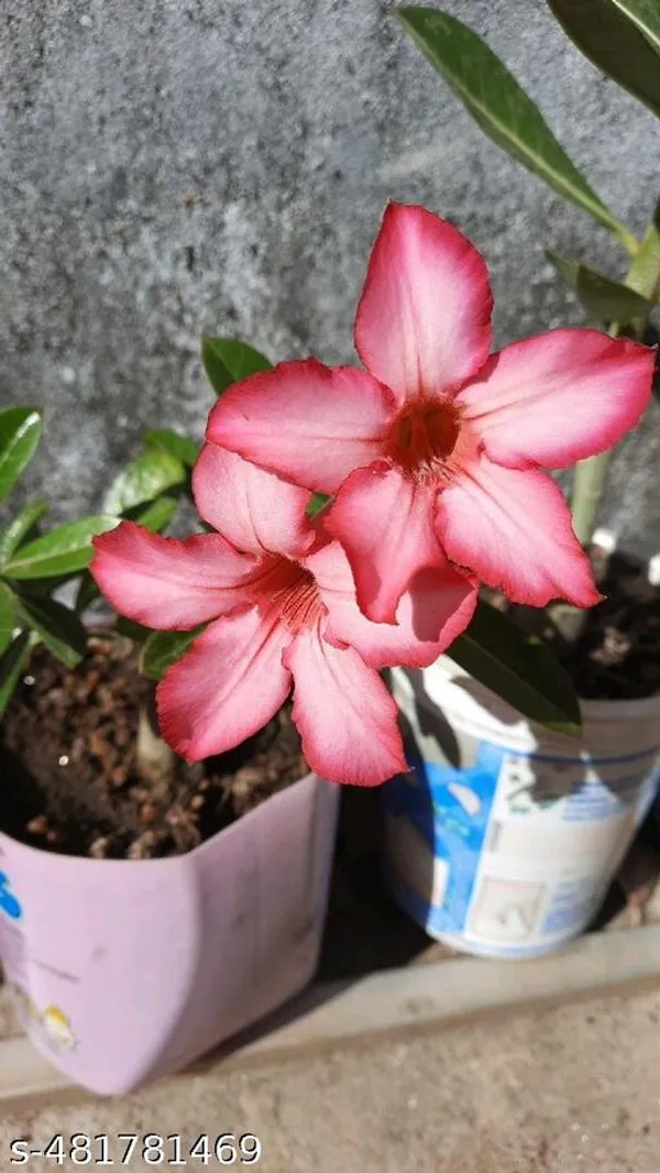 African_Pink_Adinium_plant