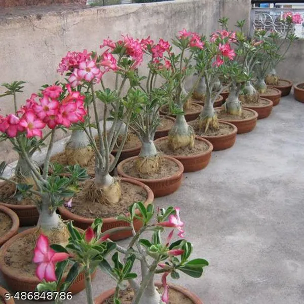 Pink_Adinium_Plant