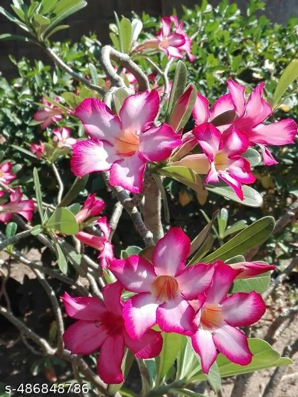 Pink_Adinium_Plant