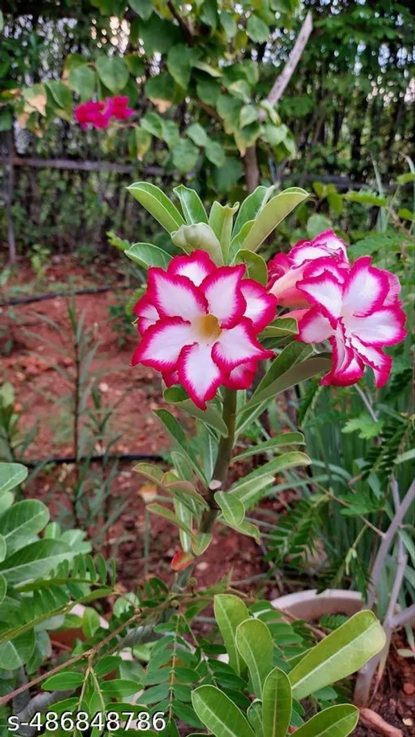 Pink_Adinium_Plant