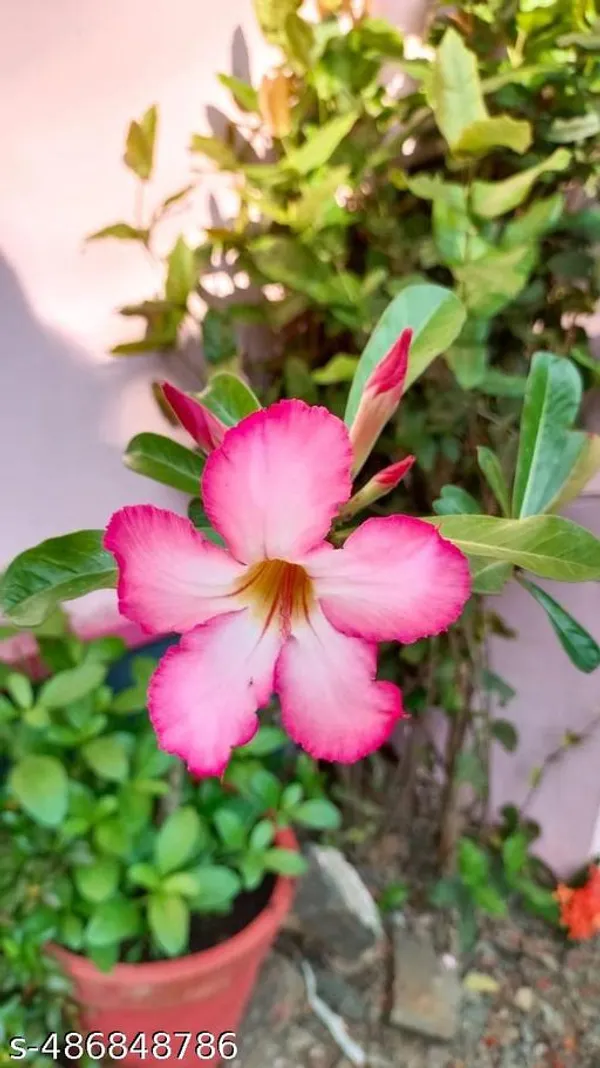 Pink_Adinium_Plant