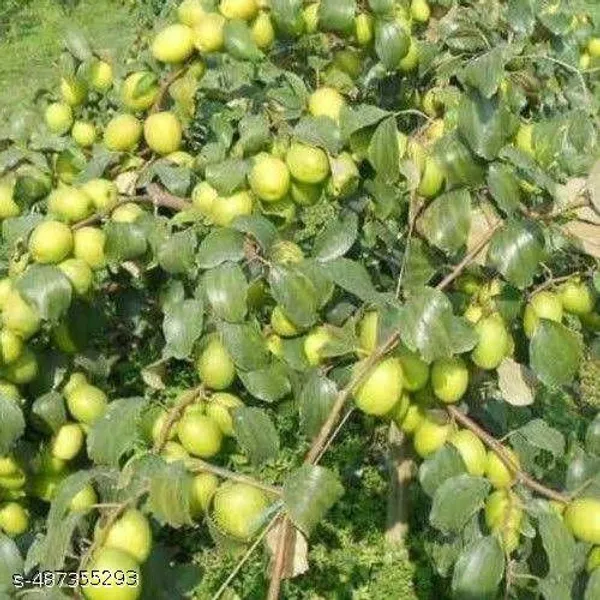 Jujube_Fruit_plant_Grafted/Apple_Bar_plant