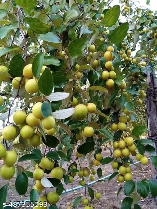 Jujube_Fruit_plant_Grafted/Apple_Bar_plant